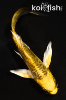 5" ARAGOKE KIN KIKOKURYU BUTTERFLY