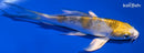 4.75" GINRIN YAMATO NISHIKI BUTTERFLY