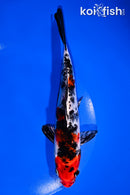 7.25" KIN SHOWA