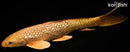 15.5" GINRIN CHAGOI