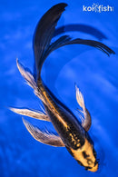 9.25" KIN KIKOKURYU BUTTERFLY