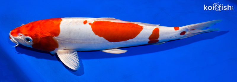 13.75" KIKUSUI