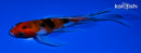 5" SANKE BUTTERFLY