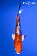 6.25" HEISEI NISHIKI