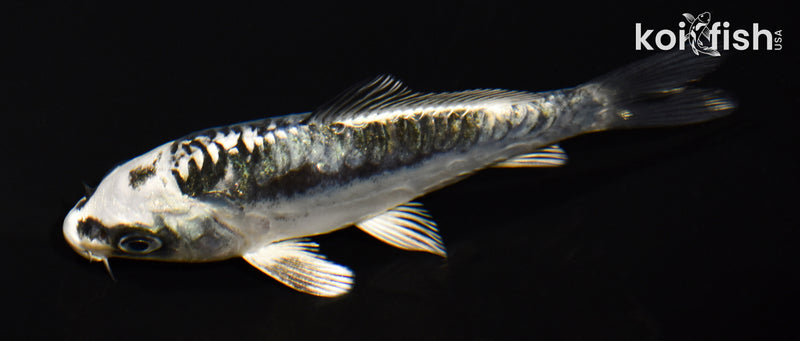 4.25" KIKOKURYU