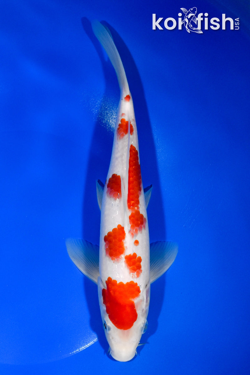 9.5" KOHAKU
