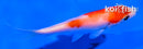3.5" KOHAKU