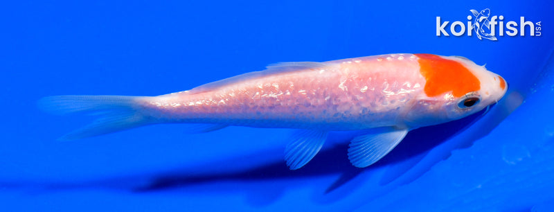 5.25" GINRIN KOHAKU