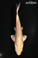 5" GINRIN ARAGOKE YAMABUKI OGON