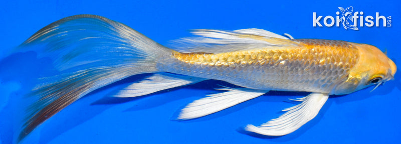 5.5" GINRIN YAMABUKI OGON BUTTERFLY