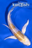 4.75" DOITSU LEMON HARIWAKE BUTTERFLY