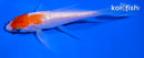 4" GINRIN KOHAKU BUTTERFLY