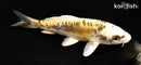 6.5" KIN KIKOKURYU