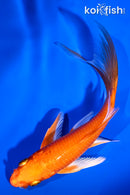 5.25" ORENJI OGON BUTTERFLY