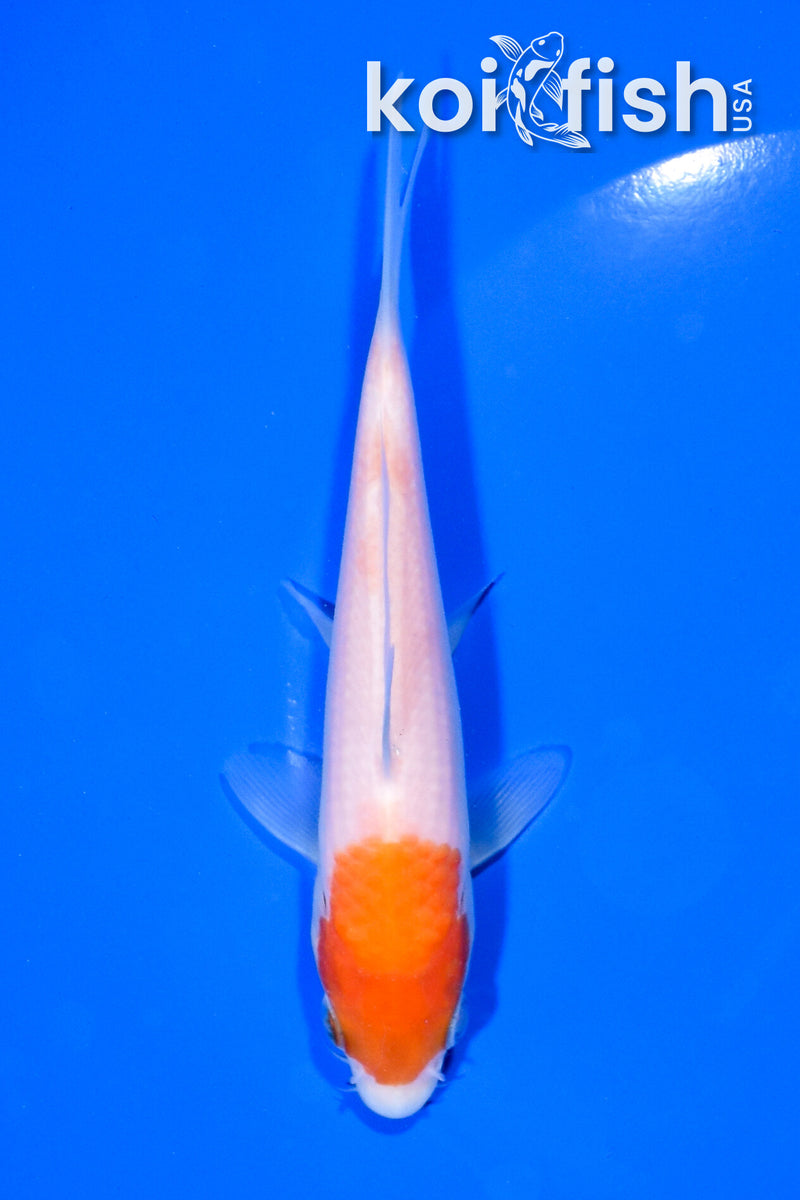 5.25" KOHAKU