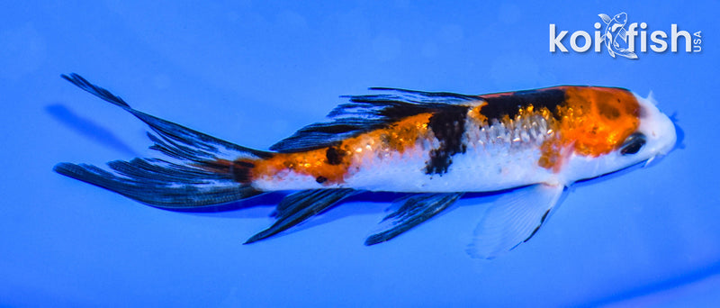 4.5" GINRIN SANKE BUTTERFLY