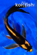 8" KI MATSUBA BUTTERFLY