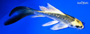 6" GINRIN KIN KI MATSUBA BUTTERFLY
