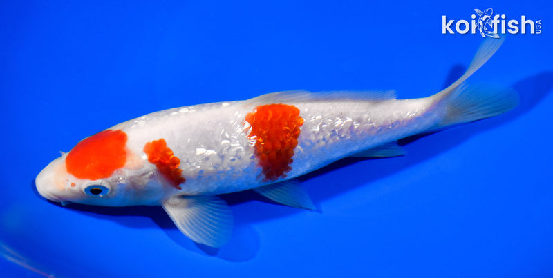 6.75" GINRIN MARUTEN KOHAKU