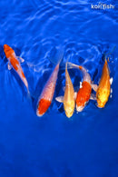 PACK OF (5) 3.5-4" STANDARD KOI