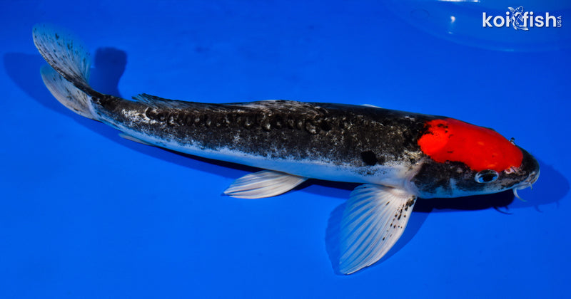 15" TANCHO DOITSU GOSHIKI