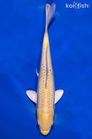 7.5" YAMABUKI OGON