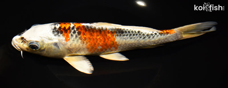 9.75" KUJAKU