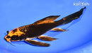 8.5" ORENJI MATSUBA BUTTERFLY