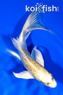 6" GINRIN KUJAKU BUTTERFLY