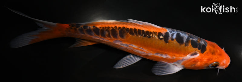 6.75" GINRIN HI SHUSUI