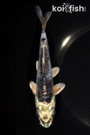 7.25" KIKOKURYU