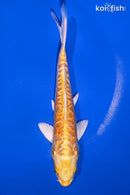 5.75" DOITSU YAMABUKI OGON