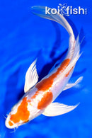 7.75" KIKUSUI BUTTERFLY