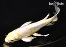 7.5" DOITSU LEMON HARIWAKE BUTTERFLY