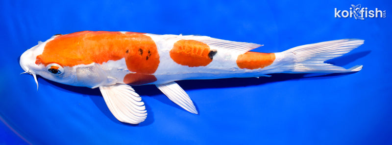 10.75" HEISEI NISHIKI