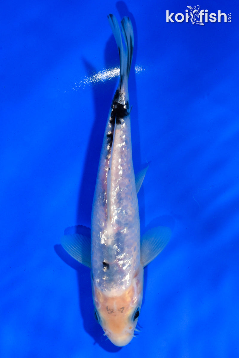 5.5" GINRIN SHIRO BEKKO