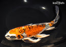 9.5" KUJAKU BUTTERFLY