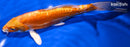 9.25" DOITSU ORENJI OGON