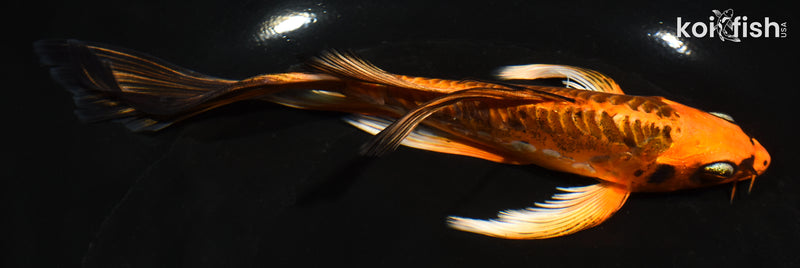 6.5" ARAGOKE BENI KIKOKURYU BUTTERFLY