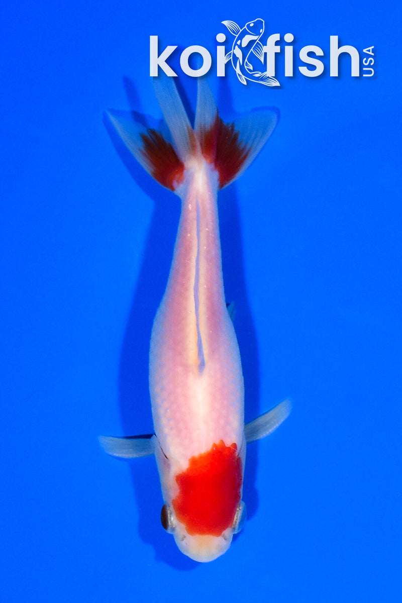 5" WAKIN GOLDFISH