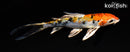 5.5" YAMATO NISHIKI BUTTERFLY