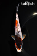6.25" GOROMO