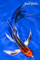 7" KUJAKU BUTTERFLY