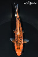 5.75" ARAGOKE HI SHUSUI