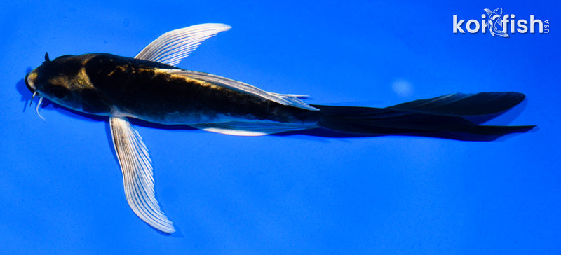 5.5" KABUTO BUTTERFLY