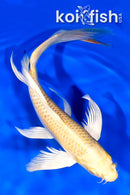 8" YAMABUKI OGON BUTTERFLY