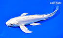 7.25" DOITSU PLATINUM OGON BUTTERFLY