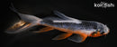 5" ASAGI BUTTERFLY