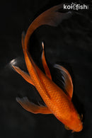 10" CHAGOI BUTTERFLY