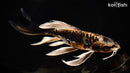 10" ARAGOKE BENI KIKOKURYU BUTTERFLY